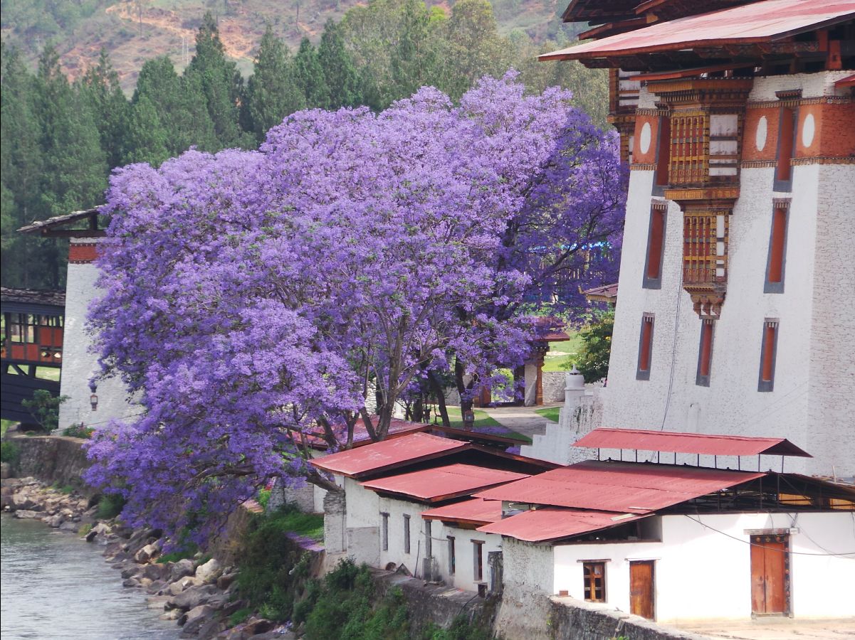 Punakha Dzong06